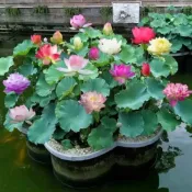 【睡蓮種子】荷花種子 四季種植 三天發芽 遇水就活 水生水養觀賞花卉 植物庭院盆栽 觀賞水養花卉#碗蓮#睡蓮種子