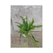 (店+)花森好市-蕨類植物長葉腎蕨5-6吋盆高20-40cm插花材料
