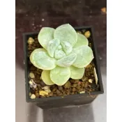 R10 綠冰 熊多肉植物7.5