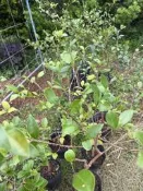 小果苦茶苗 苦茶苗 高約100公分