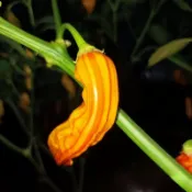 💥現貨｜快速出貨 🌶️【熱糖條紋 辣椒種子】新種上市 （微辣）高度約為120CM 果實帶有 高產可觀賞可食用辣椒種子