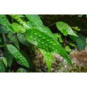 苔鑽🍀三葉茀蕨/1株大小約2-5cm/蕨類植物/蕨類小品/觀葉植物/迷你蕨類/療癒盆栽/微景觀/生態瓶造景/半水景生態缸