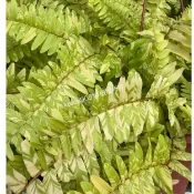 「可選擇」斑葉腎蕨 虎斑腎蕨 斑葉波斯頓蕨 6寸黑軟盆 室內植物 蕨類植物 自行種植