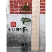 「景龍園」芒果苗、愛文、玉文、金蜜、金興苗、黑香苗、金煌苗、香蕉苗、柿子苗、土芒苗、四季、黃蜜文、秋香、紅蜜、貴妃、西施