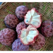 蜜紅釋迦 大苗 紅釋迦 紅皮釋迦 紅玉釋迦 高壓苗 玫瑰釋迦 玫瑰紅 釋迦苗 釋迦盆栽 樹苗 果樹 大目 路邊攤俱樂部