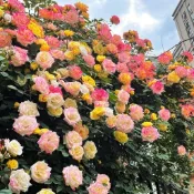 今年最新花苗【七彩薔薇花苗】薔薇玫瑰花苗 爬藤植物耐寒熱四季開花濃香大花地栽盆栽觀賞花卉攀爬花苗