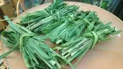 ==臻品寵物鳥園==新鮮牧草新品特賣1KG100元.陸龜.兔子.天竺鼠.鸚鵡.雀鳥營養豐富促進腸胃蠕動!無毒種植新鮮現採