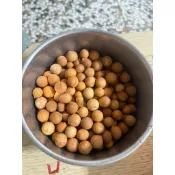 剝皮竹柏種子 適合種子盆栽 100顆特價40元