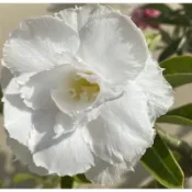 【沙漠玫瑰種子】高發芽率 耐旱植物 珍稀重瓣品系 多肉植物