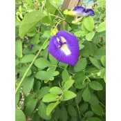 蝶豆花種子🌸一包(1包25顆）👧🏻小孩賺零用錢寄賣