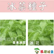 【花園城堡】台灣出貨 冰菜種子 日本冰菜 水晶冰花 農友冰菜
