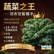 羽衣甘藍種子--捲葉邊形，生長速度快~沙拉、涼拌生食，或嫩菜採收打綠拿鐵果汁 大包裝【四季綠園】