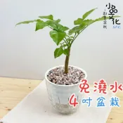 (店+)進財樹【現貨】4吋鑽石免澆水盆栽 室內植物 室內盆栽 懶人盆栽 水培植物 水培盆栽 室內盆栽 觀葉植物