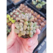 Findx找肉 姬秋麗 多肉植物
