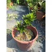 《🌿伍寶園藝木藝》天后羅漢松
