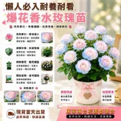 【耐養好養｜開花爆盆】香水玫瑰花苗🌹 多色玫瑰 玫瑰花植株 耐熱耐曬 重瓣開花 陽臺庭院盆栽花卉 生長力強 玫瑰花苗