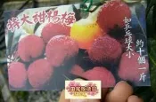 ╭＊田尾玫瑰園＊╯水果苗-(特大果甜楊梅)乒乓球大--台灣氣候可以結果