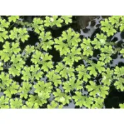 鳳凰花園～滿江紅水生植物
