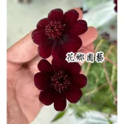《花鄉園藝》巧克力波斯菊、波斯菊、巧克力秋英、巧克力香味、5寸