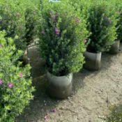 紅花玉芙蓉四季開 ―棵特價1200元