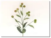 ◎花語人造花資材◎＊25吋紅毛丹果＊仿真花~山水園藝盆栽~~庭園設計~餐廳~櫥窗~會場佈置