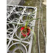 【空鳳の窩🏠】巨型紅章魚·空氣鳳梨