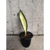 寶扇錦（黃中斑） 2.5吋盆 圖1,2,3為同一株 一物一賣 含盆寄出 虎尾蘭錦 多肉錦斑 淨化空氣 懶人植物 龍舌蘭錦
