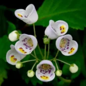 🏡【懶人爆花】茶杯花種子/撒種即活不費心/耐陰耐旱少病害/窗台書桌療癒小森林 盆栽庭院陽台植物種子