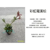 心栽花坊-彩虹羅漢松/彩虹羅漢/新芽才有上色/羅漢松/3吋/松/杉/柏/檜/特價130