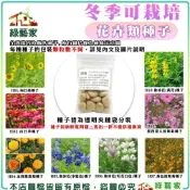 【綠藝家】冬季可栽培花卉種子系列(各包裝數量詳見內文及圖片)魯冰花 波斯菊 蜀葵 金盞花 醉蝶花 鼠尾草..等