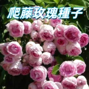【爬藤玫瑰種子】藤本月季攀藤薔薇蔓性玫瑰 庭院造景花牆拱門圍籬陽台盆栽 四季開花多年生植物 新手易種植