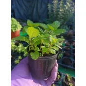 【138農場vs林賢農場】2.5吋薄荷盆栽