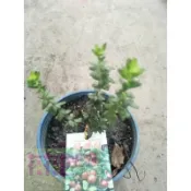 花花世界_水果果苗**蔓越苺**別稱小紅莓 /6吋盆/高5-10cm / 北美的紅寶石 /MA