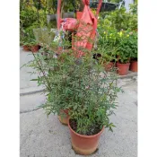 方方園藝   芳香萬壽菊 6吋盆 120元 目前挑有花苞