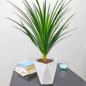 龍血樹盆栽 6吋 龍鐵樹室内外長青綠植盆栽