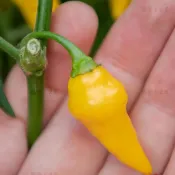 🌶️（香櫞哈卡那 柑橘辣椒種子）（火辣）柑橘類香氣 高度為 40 至 60 CM 可食用 新手盆栽庭院田園易種種子