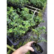 ★綠霖園藝★滿天星羅漢松 3寸盆 觀賞植物/水果樹苗/新興果樹/果苗/嫁接/植物/盆栽