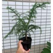 肯氏南洋杉、含盆土、四寸盆
