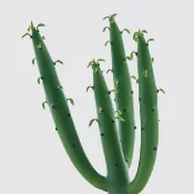 │ 犀力系列 │ 綠珊瑚 - 多肉植物 水耕植物 懶人盆栽