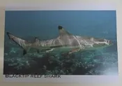 明信片- 空白明信片 黑鰭礁鯊 鯊魚 明信片