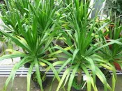 ╭＊田尾玫瑰園＊╯ 觀葉植物-(大葉龍鐵樹)