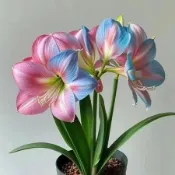 台灣現貨【重辦 孤挺花】稀有品種 朱頂紅種子 超美花卉  四季常青 濃香型 花卉開花超美 庭院花園造景