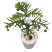 (店+)開心農元-觀葉植物- 南洋杉 聖誕樹 含聖誕裝飾組 聖誕裝飾 質感送禮 活體聖誕樹