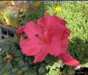 一禪種苗園-重瓣百葉/似玫瑰花〈進口杜鵑花苗〉 觀花盆栽-3吋盆/吉祥納財/年節應景植物