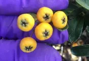 【優勢】日本黃果狀元紅苗木