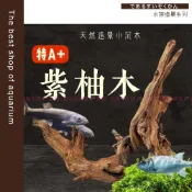 魚寶貝【特A+ 紫柚木／水族.魚缸造景】水族裝飾品 天然沉木 水族造景 沉木造景 杜鵑根 水族箱造景 沉木造景 水草造景