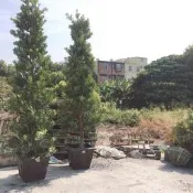＊草農媳婦＊盆植羅漢松 擋煞用 門面 圍籬