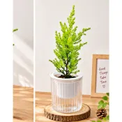 香冠柏 金錢樹 植物+自動吸水盆栽 錢幣草 圓幣草 懶人盆栽 銅錢草 黃金葛 虎尾蘭 免澆水盆栽 自動吸水 發財樹