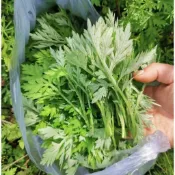 🌿【艾草種子/艾葉種子】台灣現貨 高發芽率  | 驅蚊 泡腳 製艾條 青團 室內陽台盆栽 中草種子