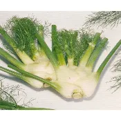【蔬菜種子S108】結頭茴香（甜茴香）~ 15粒種子。兼具香料植物的新興蔬菜，整株皆可食用